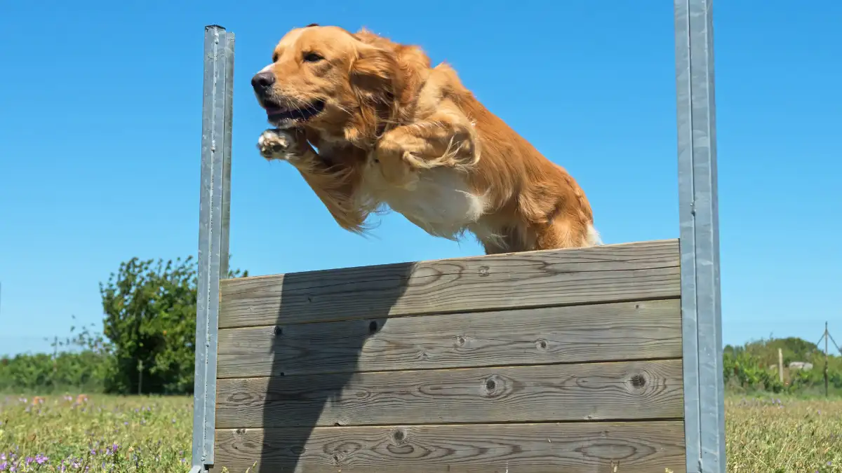 dog jumping game