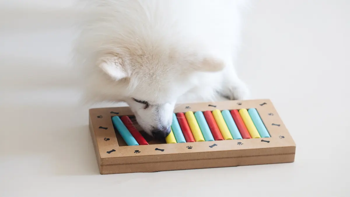 dog puzzle game